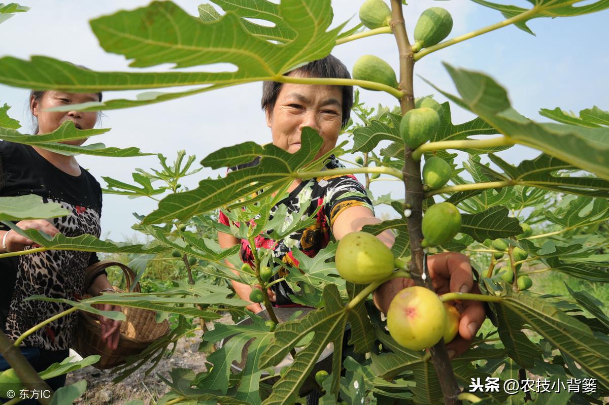 四肖期期准免费资料大全 精选资料解析大全