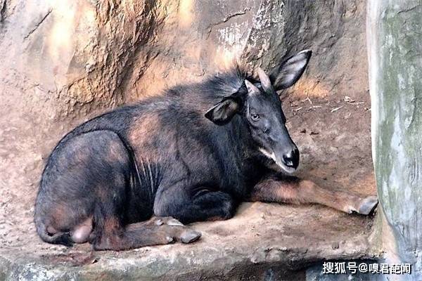 四不像特马图今晚必出|精选资料解析大全